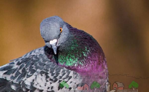 Постоянный спутник городских жителей - сизый голубь с фото