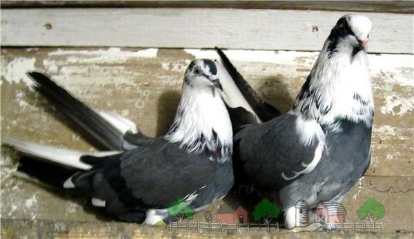 Серпастые голуби  удалые летуны - фото