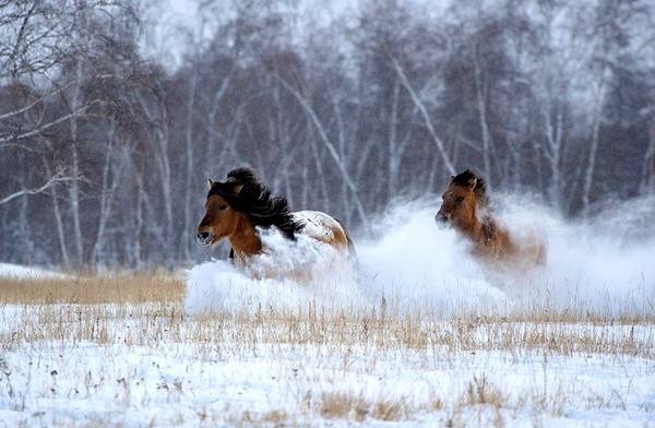 Якутские лошади  обитатели суровой тундры - фото