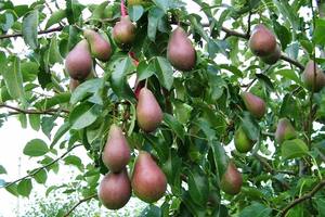 Сорт груши Бергамот: как посадить дерево и добиться хорошего урожая - фото