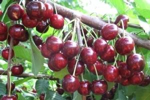 Рекомендации по уходу и выращиванию черешни Ипуть в вашем саду с фото