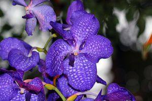 Орхидея Ванда - выращивание и уход в домашних условиях - фото