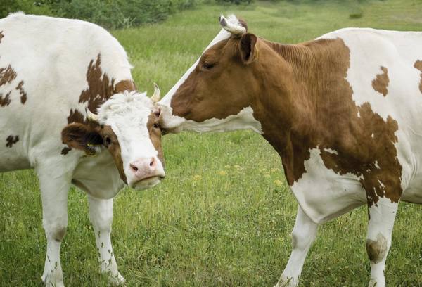 Осеменение коров разными способами - фото