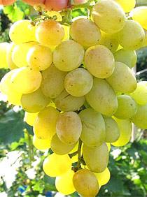 Особенности и описание сорта винограда Сенека с фото