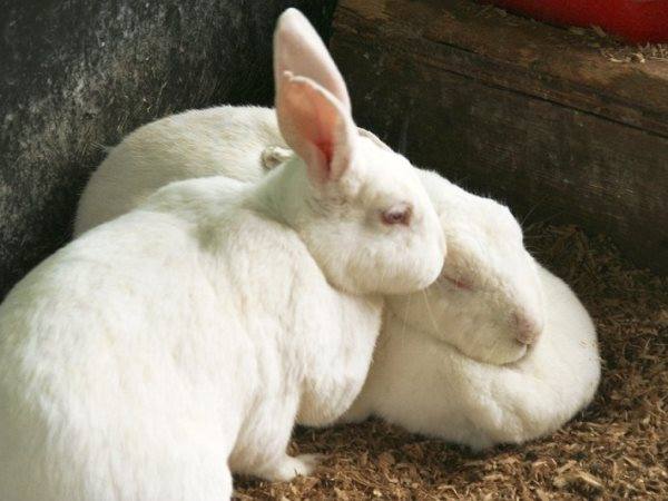 Кролики в Белоруссии: особенности ведения хозяйства - фото