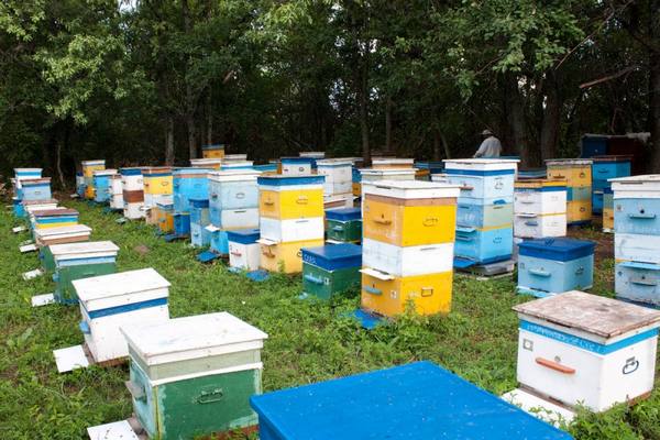 Пасеки Харькова - гордость Слобожанского пчеловодства с фото