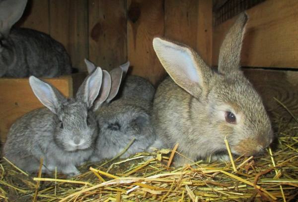 Падеж молодняка кроликов без явных симптомов болезни с фото