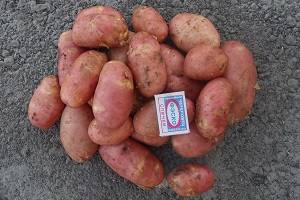 Голландский сорт картофеля Ред Скарлет: характеристика, фото и отзывы с фото