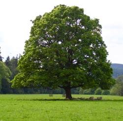 Платан  дерево долгожитель: посадка, уход и выращивание чинары с фото