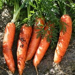 Червивая морковь: причины, эффективные методы борьбы - фото