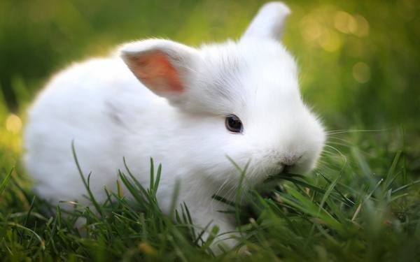 Кусачий декоративный кролик: как решить проблему? - фото