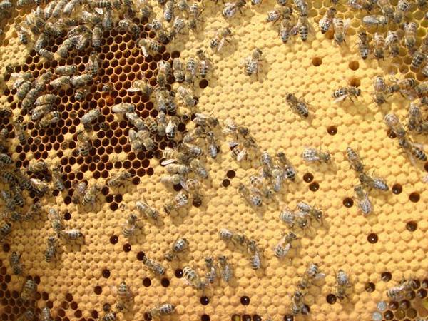 Как предотвратить гибель пчел в зимний период? - фото