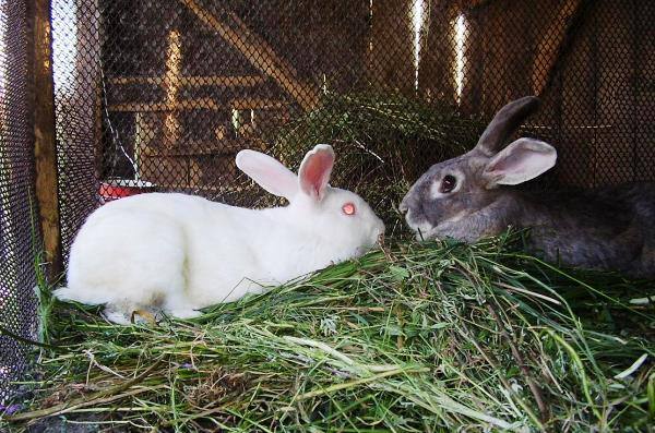 Крольчиха отказывается от кроля: решаем проблему вместе с фото