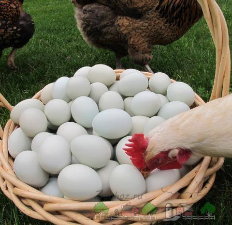 Куры-воришки или куда подевались яйца? - фото