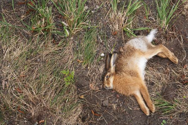 Причины гибели кроликов - фото