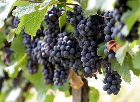 6 причин, по которым сохнет виноград с фото