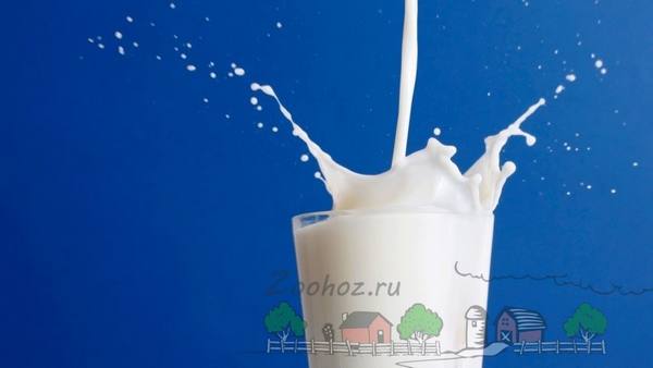Горчит коровье молоко: что это значит и как решить проблему? - фото
