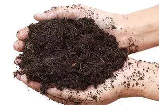 Почва для рассады перца - как подготовить землю для посева - фото