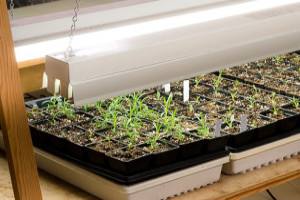 Как и чем подсвечивать рассаду петунии: виды осветительных ламп и краткий обзор их характеристик с фото