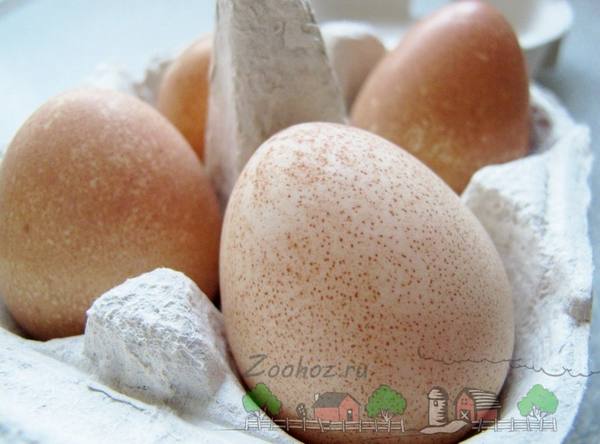 Яйца цесарок - суперпитательный деликатес и не только - фото
