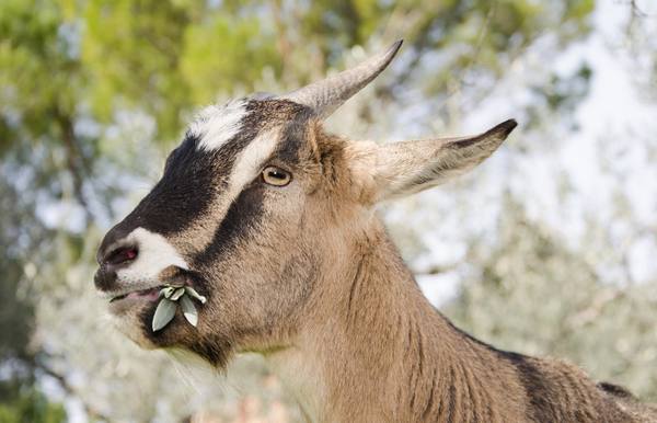 Популярные породы коз - фото