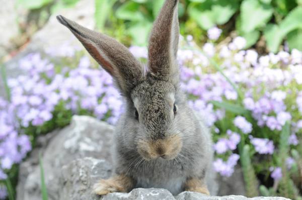 Породы кроликов - фото