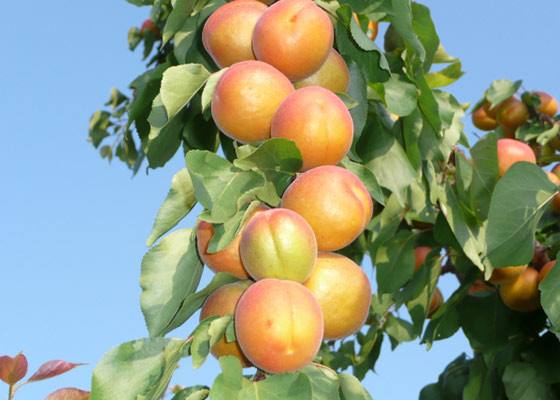 Изящный и плодовитый колоновидный абрикос: популярные сорта и особенности в ... - фото
