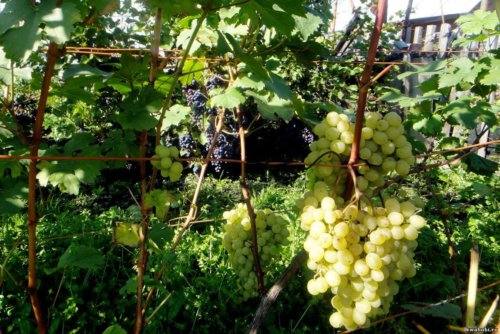 Посадка и выращивание винограда в Сибири с фото