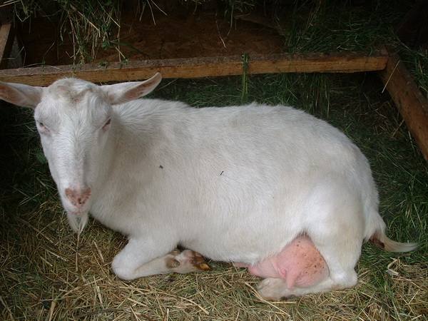 Как правильно запускать молочную козу перед окотом? - фото