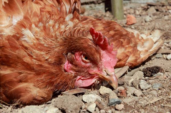 Чем лечить пуллороз у цыплят - фото
