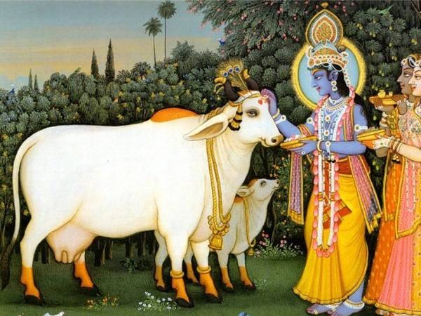 Поклонение священному животному: корова в индуизме с фото