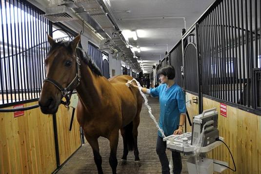 Какими недугами болеют лошади и как их лечить? с фото