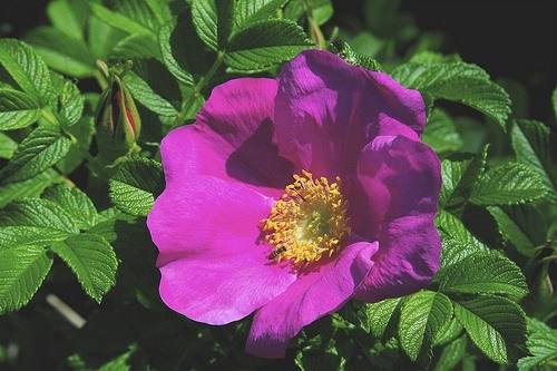 Роза морщинистая - выращивание и уход - фото