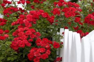 Лучшие сорта красных плетистых роз - фото-каталог - фото