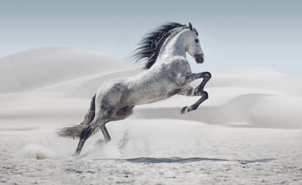 Какую лошадь можно назвать самой быстрой в мире - фото