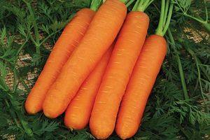 Сорта крупной моркови: время созревания и сборки урожая - фото