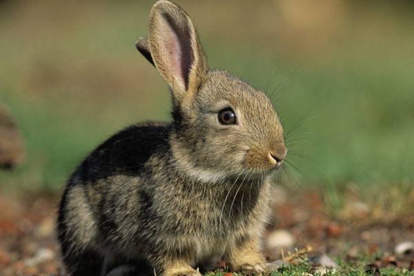 Забавные кролики и необычные факты о них - фото