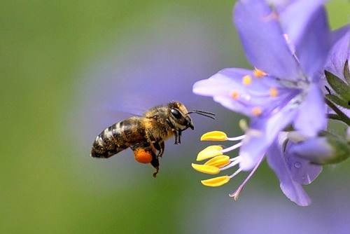 Сбор пыльцы медоносными пчелами - фото