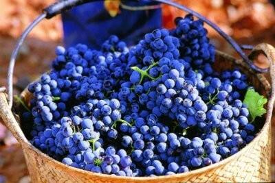Шираз (или Сира) виноград - фото