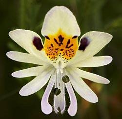 Схизантус (Шизантус) - «Почти как орхидея»: посадка и уход - фото