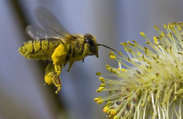 Все о продолжительности жизни пчел - фото