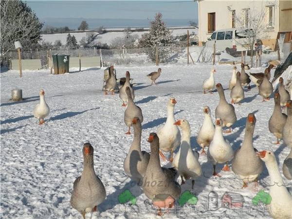 Как правильно содержать гусей в зимний период? - фото