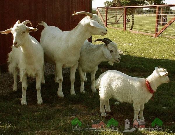 Содержание и разведение домашних коз с фото