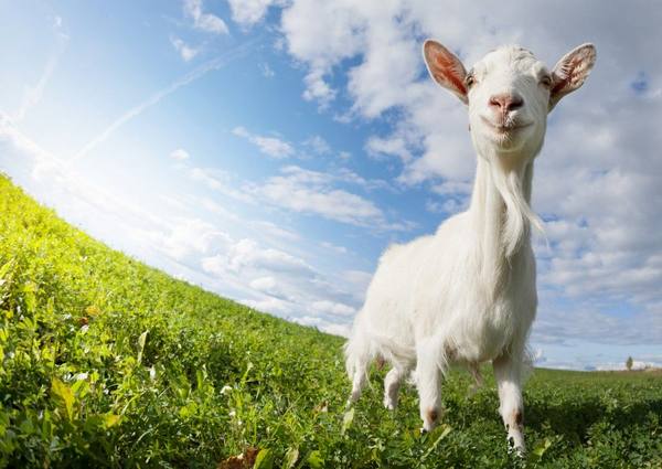 Как правильно содержать козу начинающим фермерам - фото
