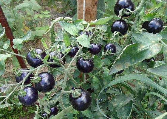 Томаты Черная гроздь  сливовые помидоры на вашей грядке - фото