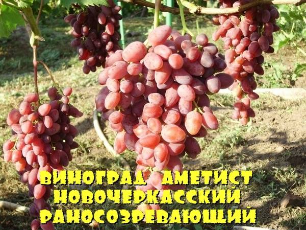 Виноград Аметист Новочеркасский раносозревающий - фото