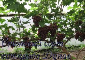 Столовый сорт винограда Дунав с фото