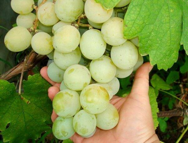 Сорт Кеша - сильнорослый виноград с неповторимым вкусом - фото