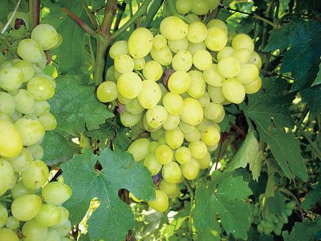 Виноград Кристалл : простой в уходе и высокоурожайный сорт - фото