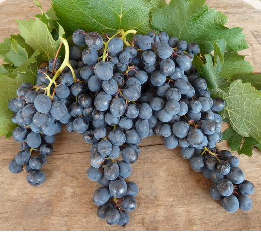 Отличное вино из винограда Саперави - фото